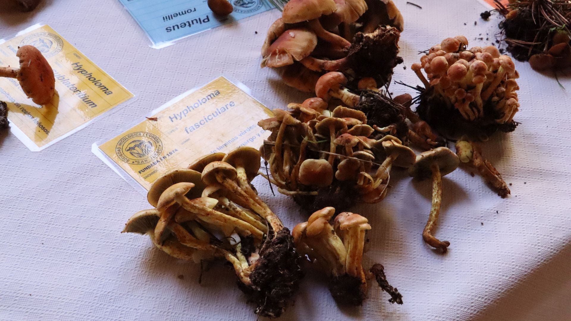 Imágenes de la Exposición Micológica de León