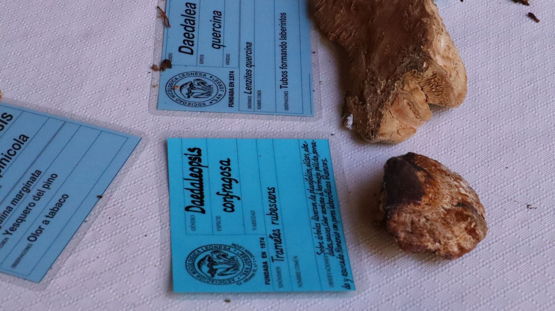 Imágenes de la Exposición Micológica de León