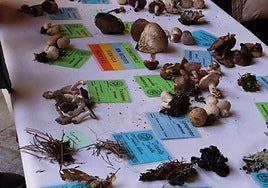 Imágenes de algunas de las setas expuestas.