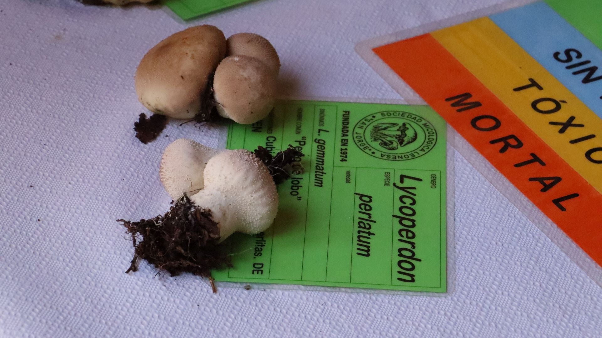 Imágenes de la Exposición Micológica de León