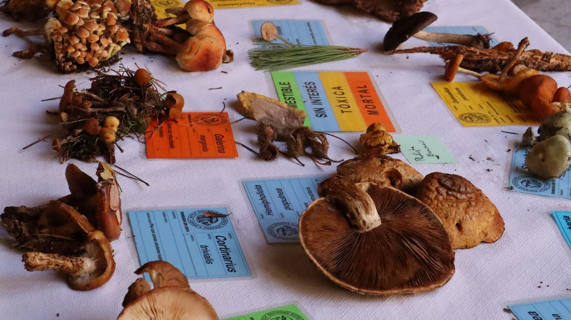 Imágenes de la Exposición Micológica de León