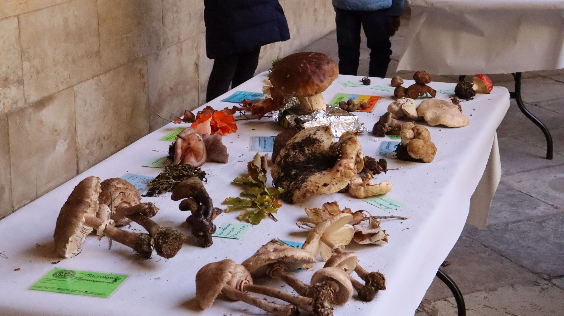 Imágenes de la Exposición Micológica de León