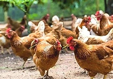 Gallinas, pollos y pavos se confinan en León para evitar contagiarse de gripe aviar