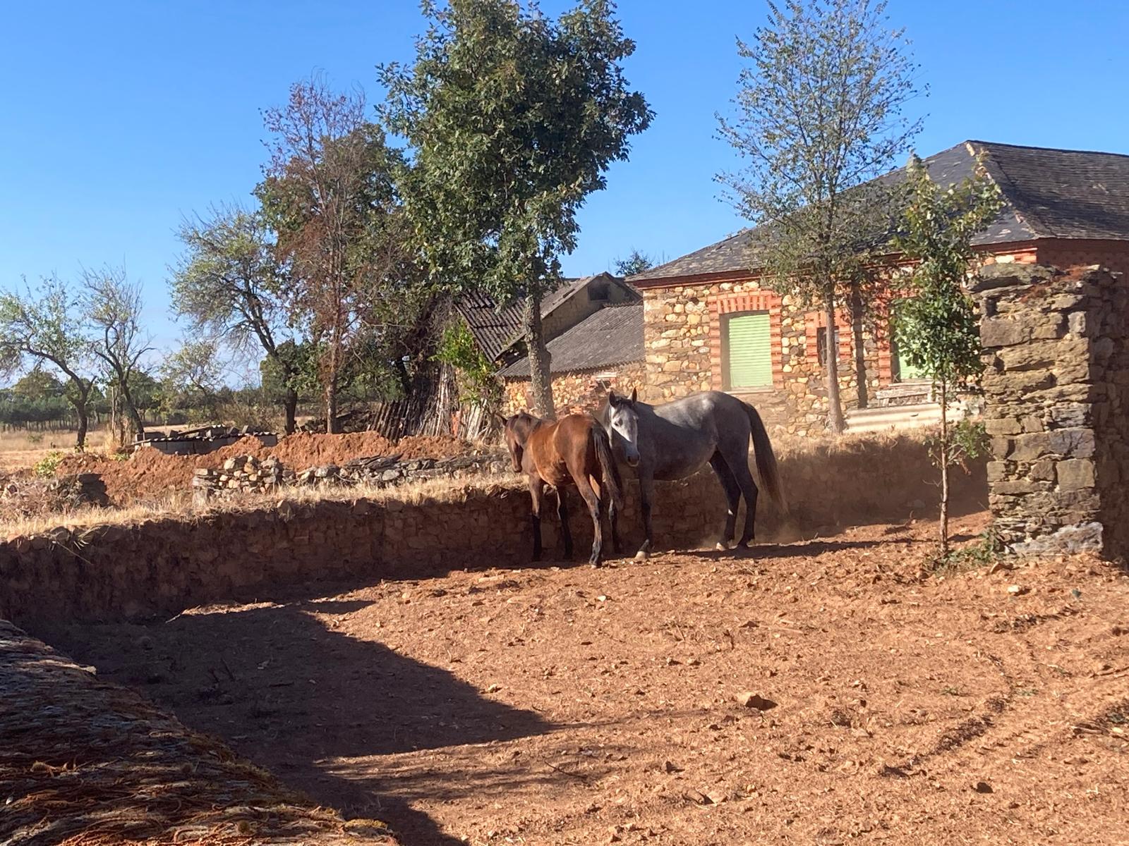 Vacas, caballos y perros de una ganadera «invaden» Castro de Cepeda