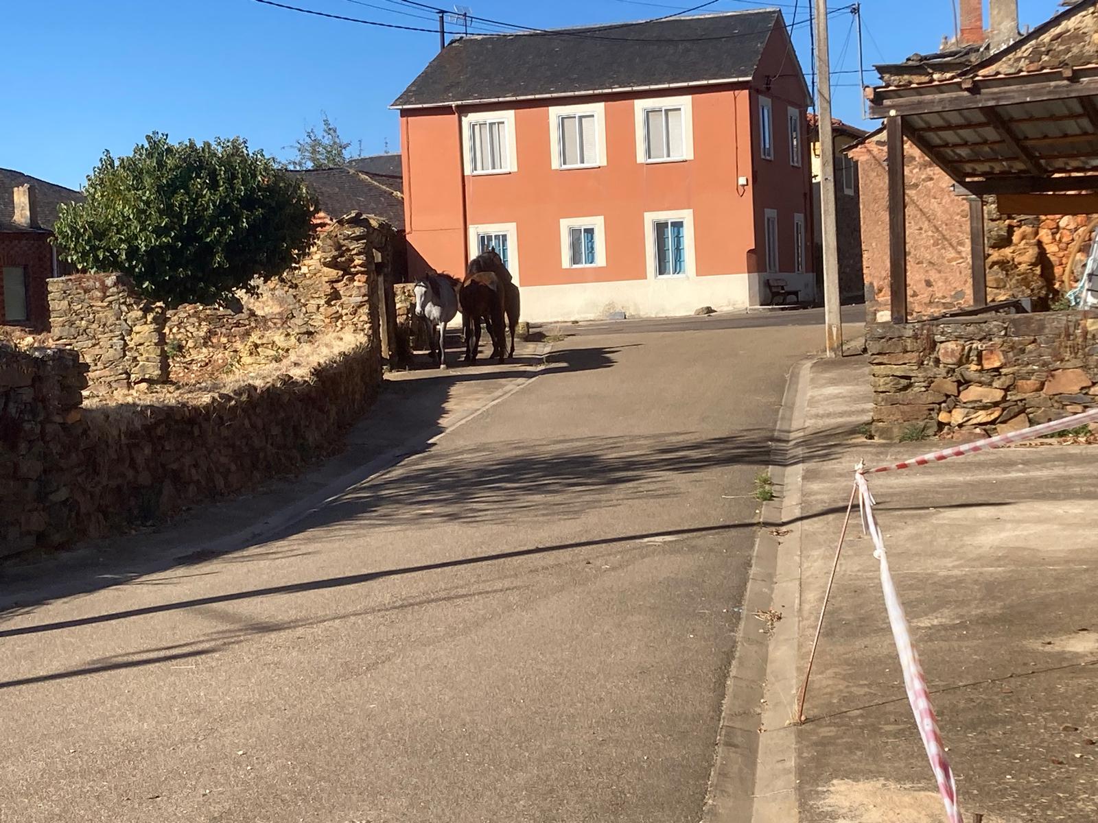 Vacas, caballos y perros de una ganadera «invaden» Castro de Cepeda