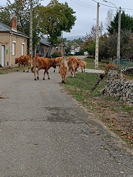 Un grupo de vacas transita por las calles de Castro de Cepeda.