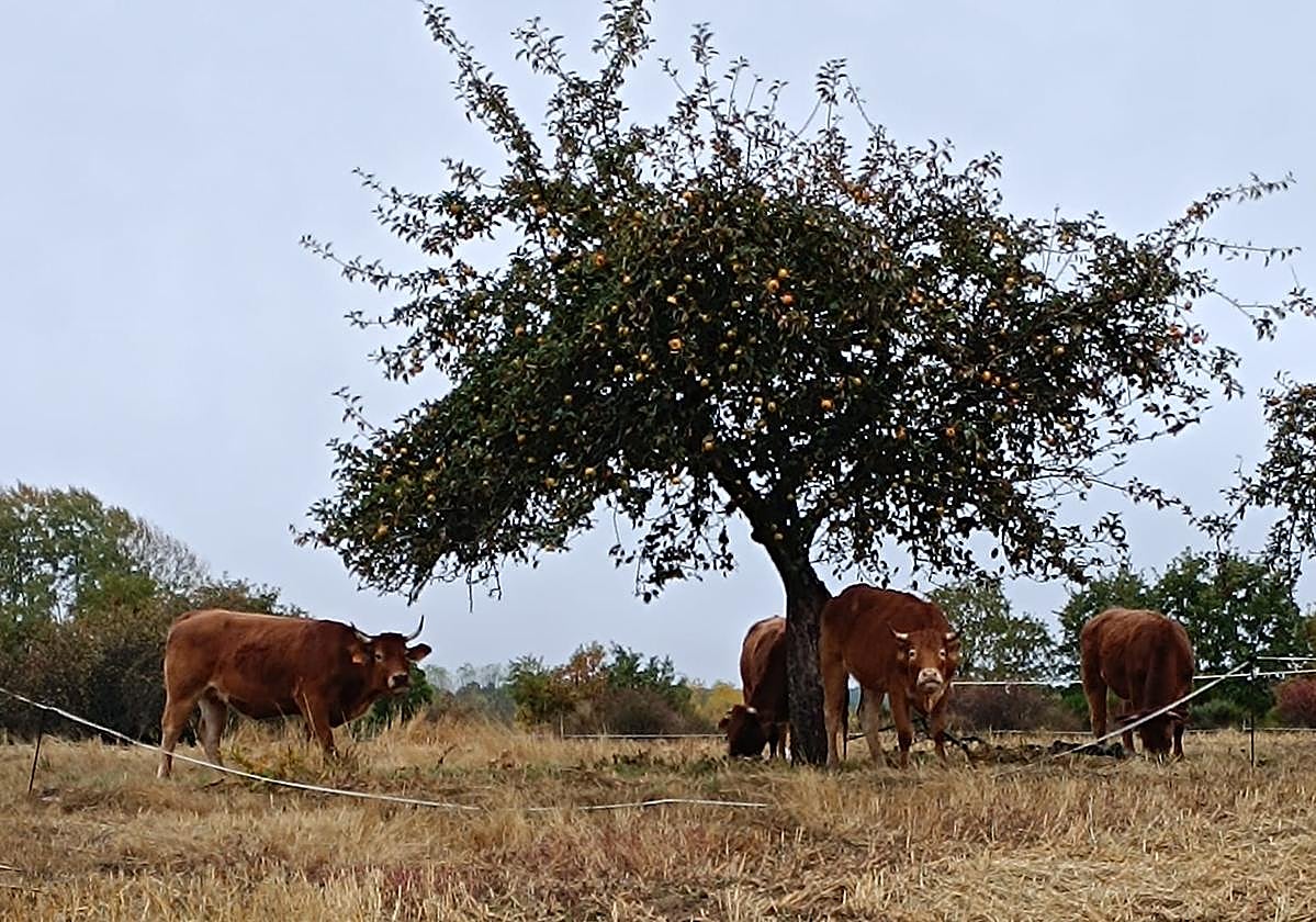 Vacas, caballos y perros de una ganadera «invaden» Castro de Cepeda