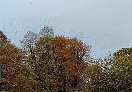 Un bando de estorninos sobrevuela el parque de San Fransisco en León.