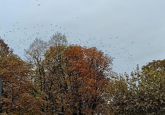 Un bando de estorninos sobrevuela el parque de San Fransisco en León.