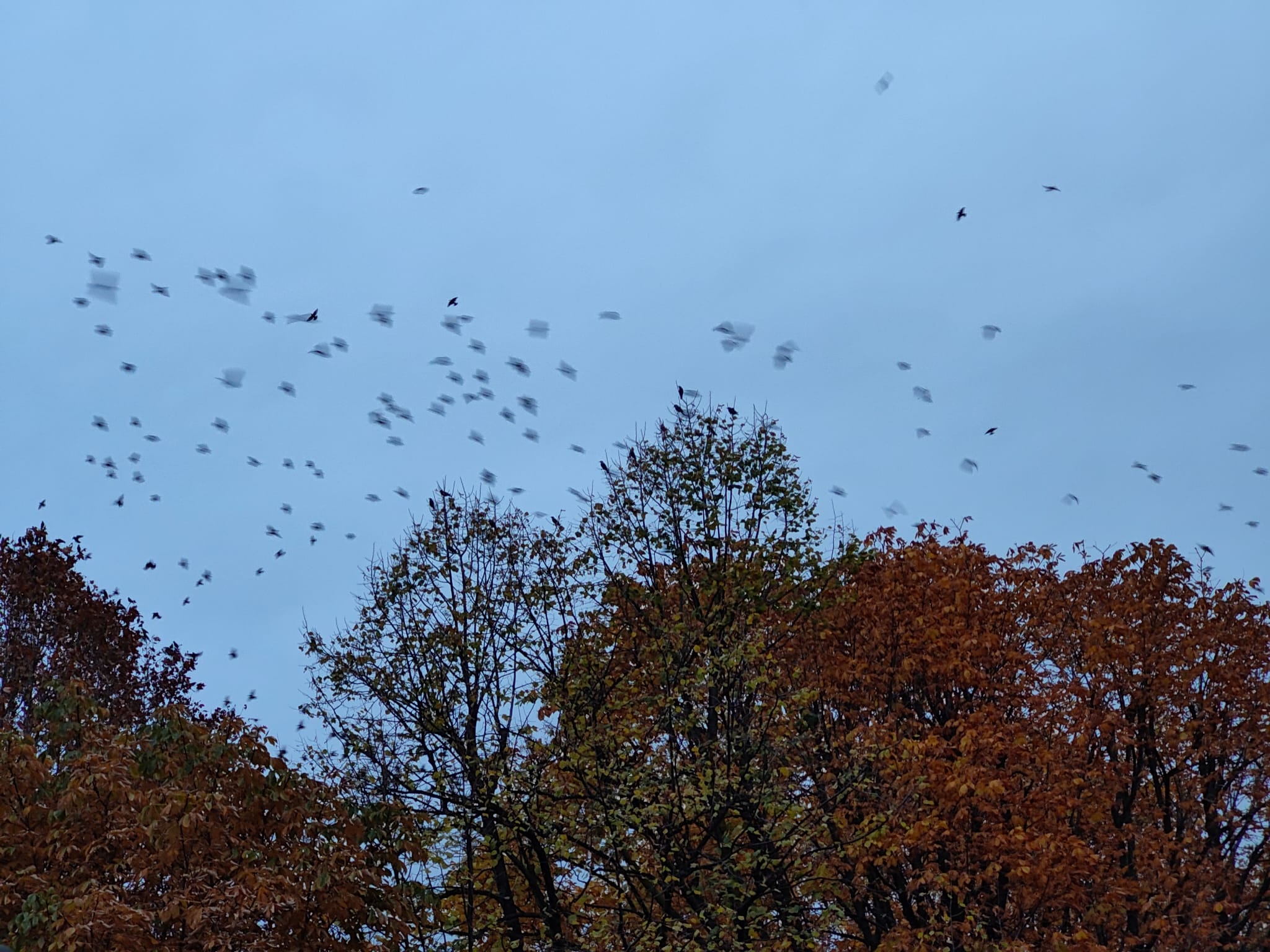 Otra imagen de los estorninos surcando el cielo de León.