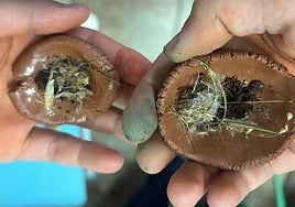 Imagen de la creación de las bombas de semillas.