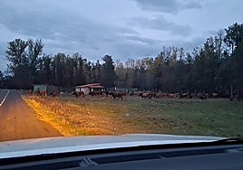 Las vacas sueltas junto a la carretera.