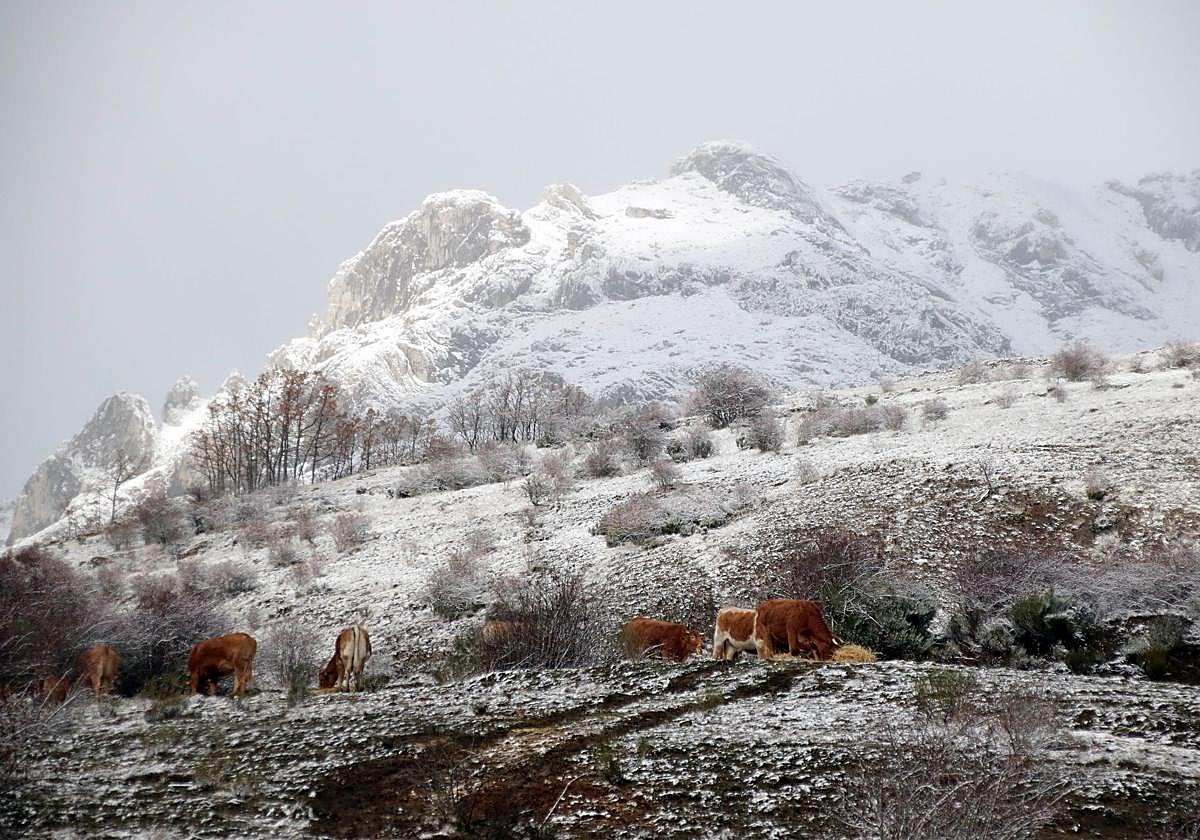 Las imágenes de la nieve en la montaña de León