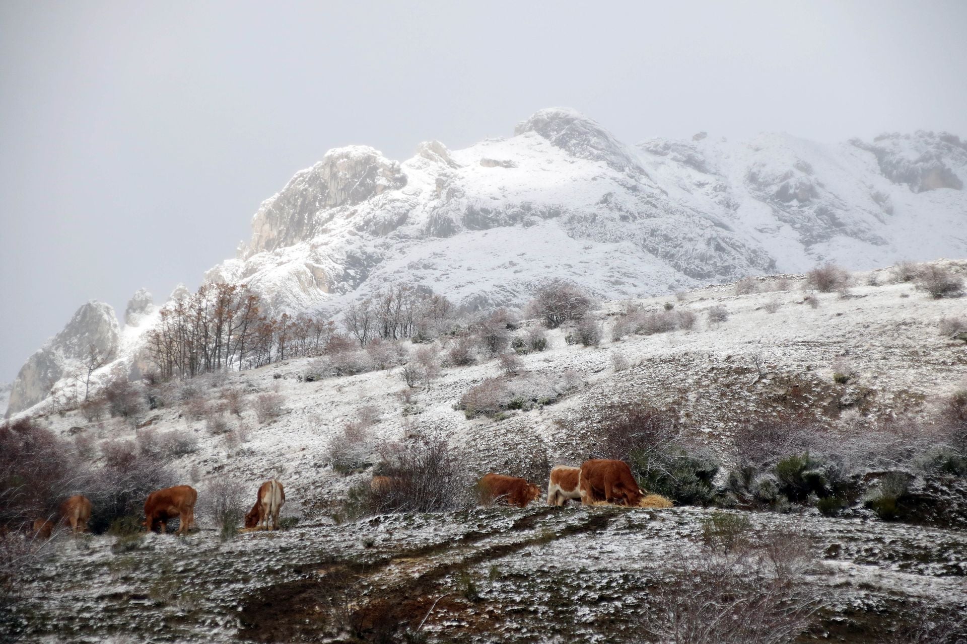 Las imágenes de la nieve en la montaña de León