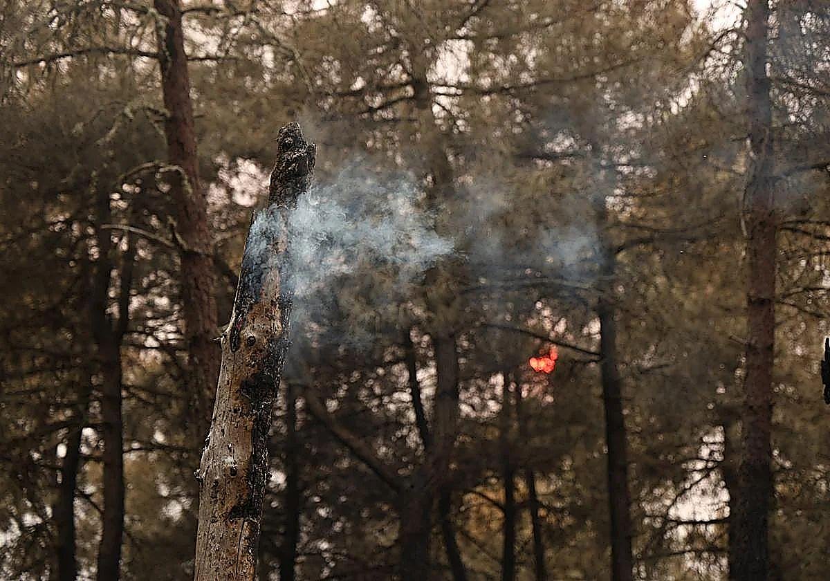 Incendios en verano en la provincia de León.