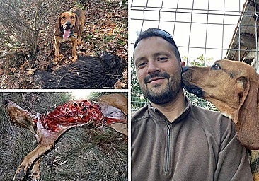 Un leonés logra una sentencia pionera en la caza española: 7.000 euros por un ataque de lobo