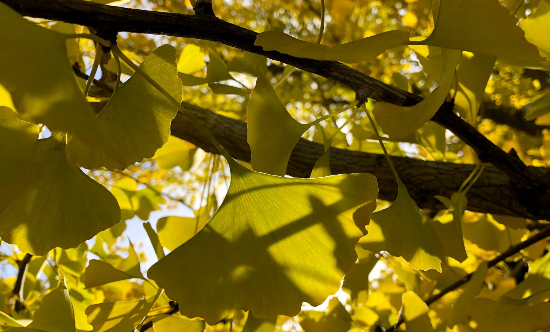 Rayos de sol iluminan las hojas de un Ginkgo en la zona de Lorenzana y La Magdalena.