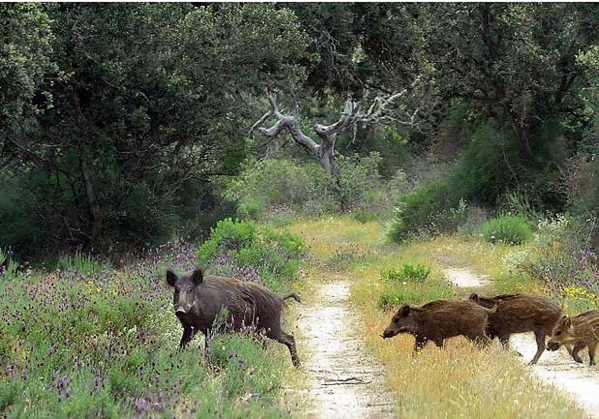 Jabalí en un entorno natural.