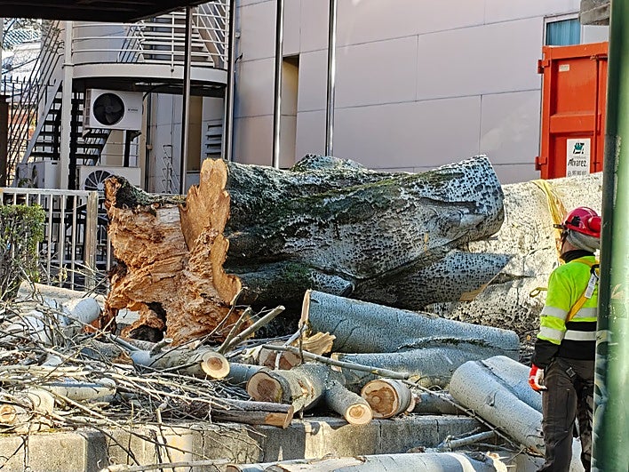La parte inferior del tronco del árbol cortado junto a la entrada del Auditorio del Conservatorio de Música en León.