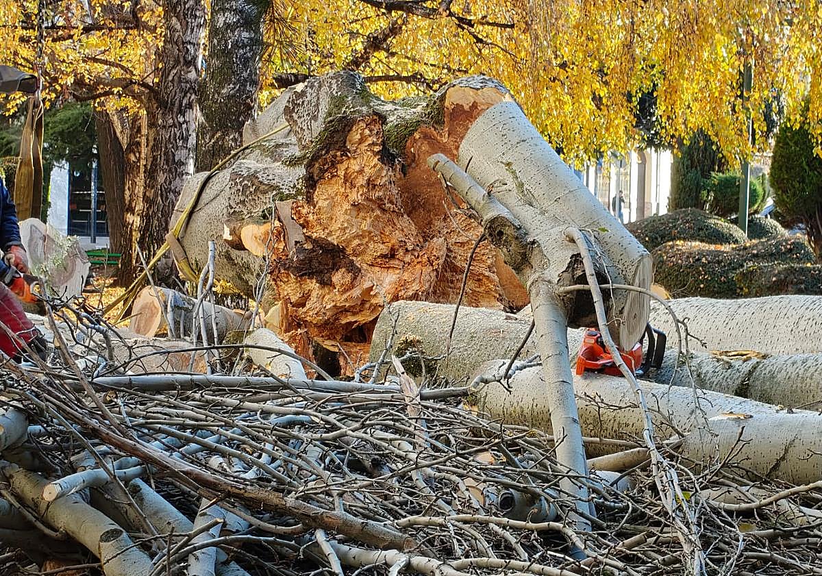 Imagen principal - El tronco del árbol ya retirado y dos imágenes del mismo el pasado verano.