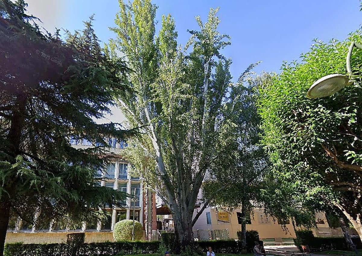 Imagen secundaria 1 - El tronco del árbol ya retirado y dos imágenes del mismo el pasado verano.