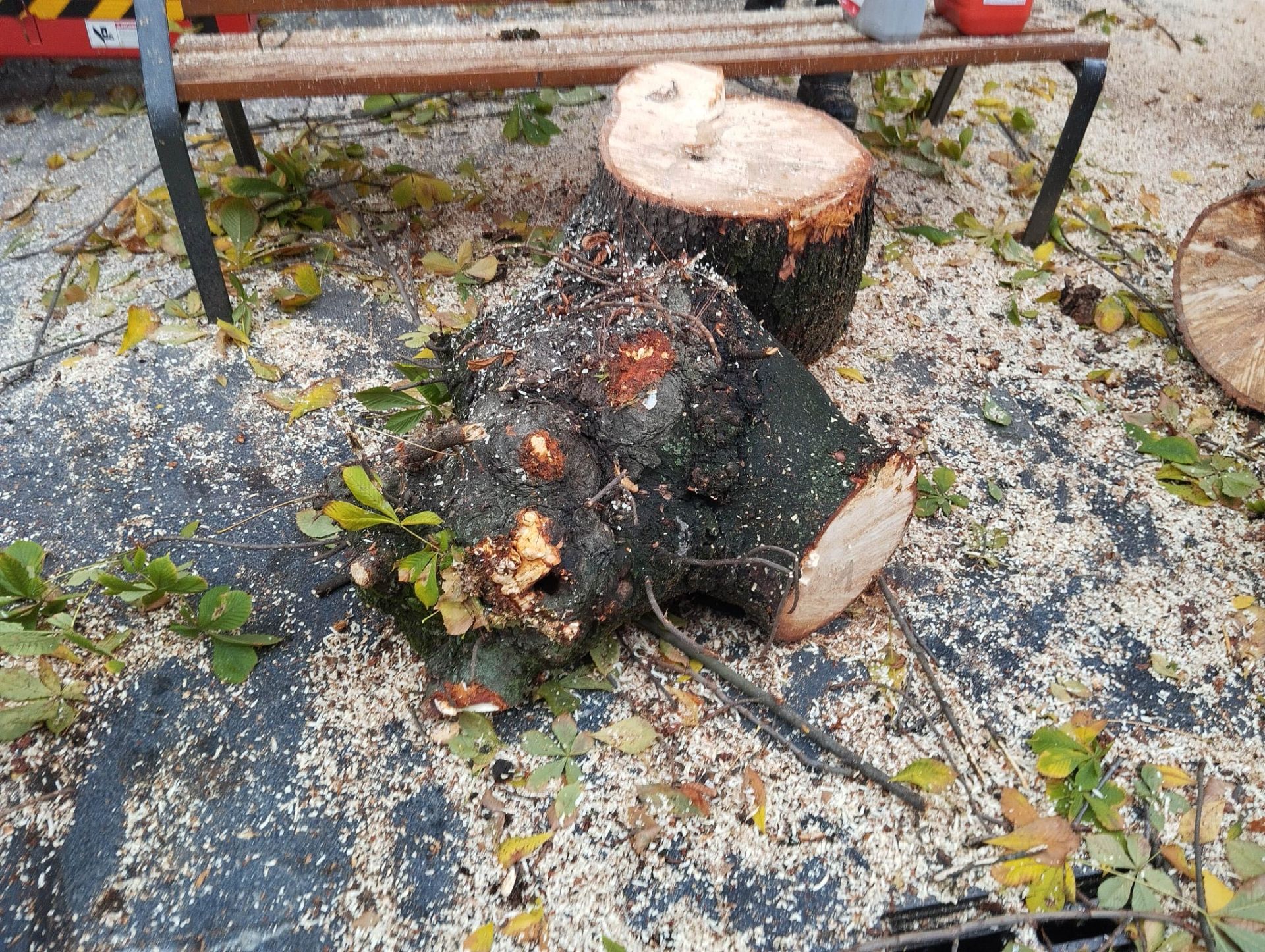 Las imágenes del último árbol talado en León