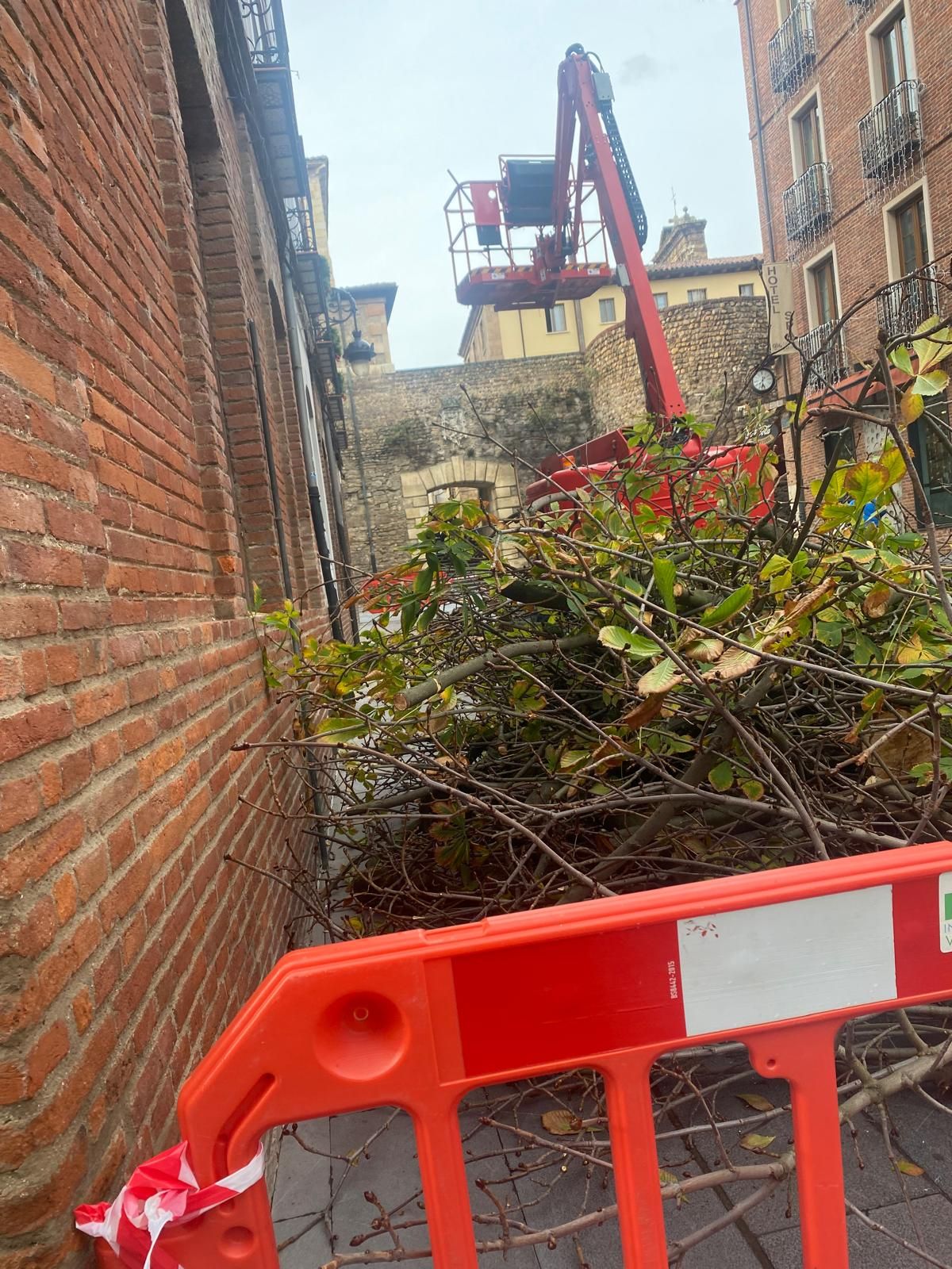 Las imágenes del último árbol talado en León