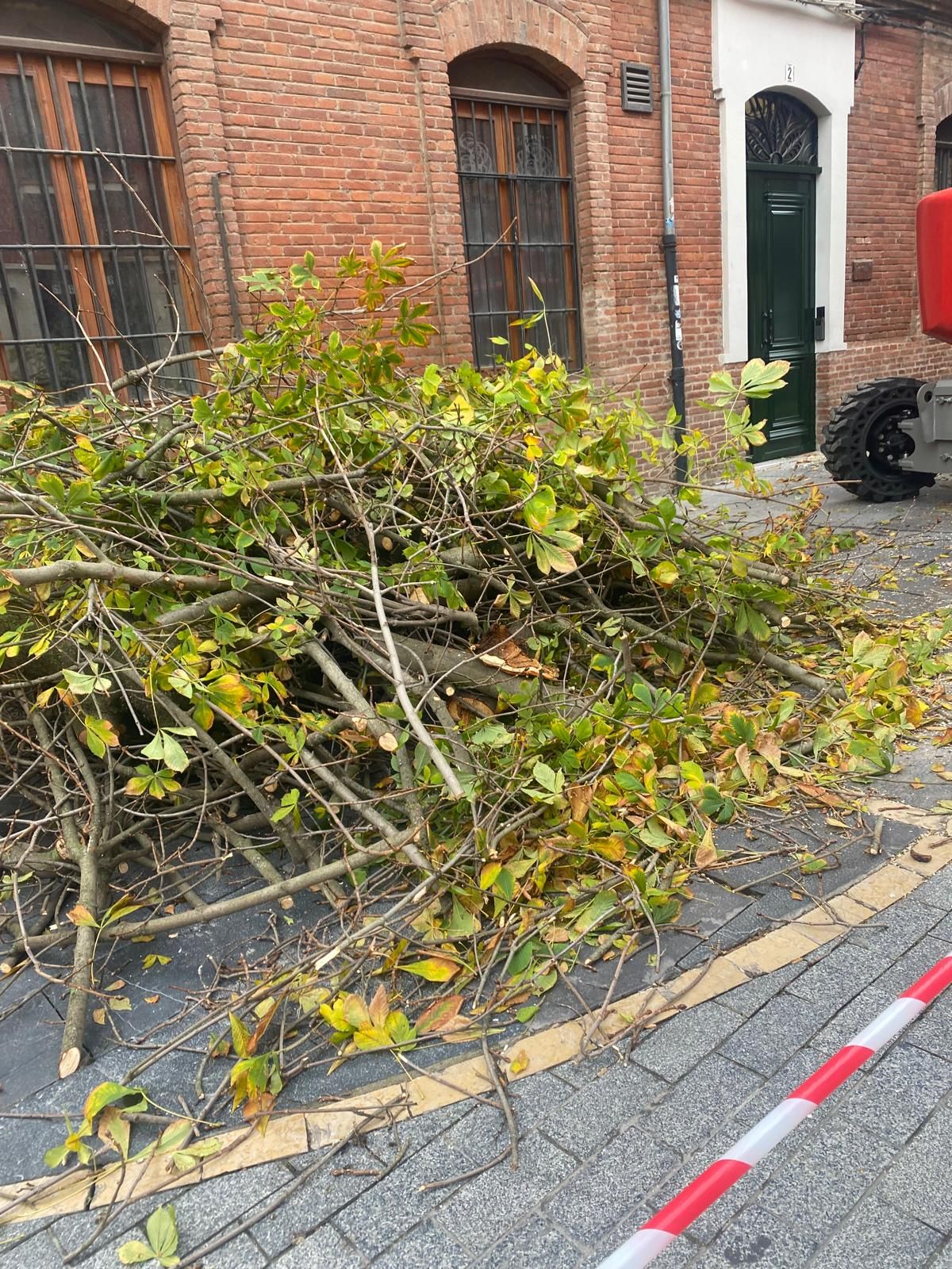Las imágenes del último árbol talado en León