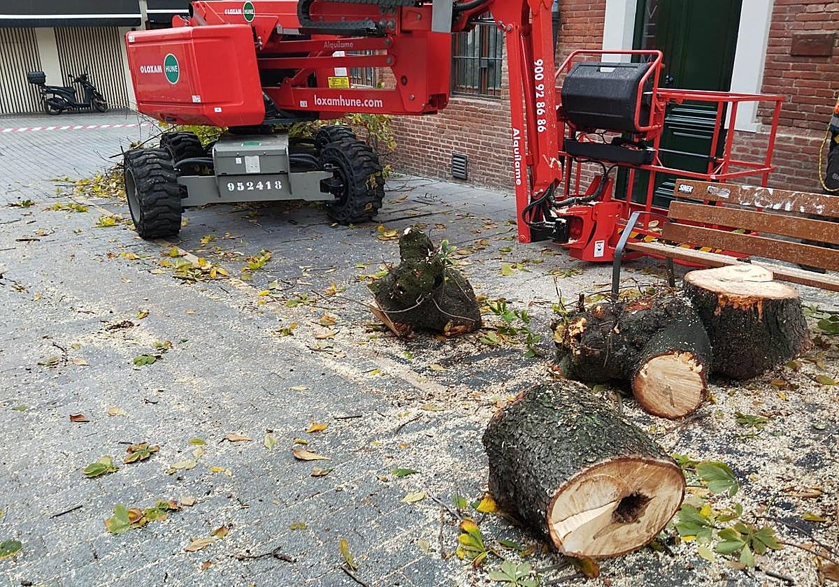 Las imágenes del último árbol talado en León