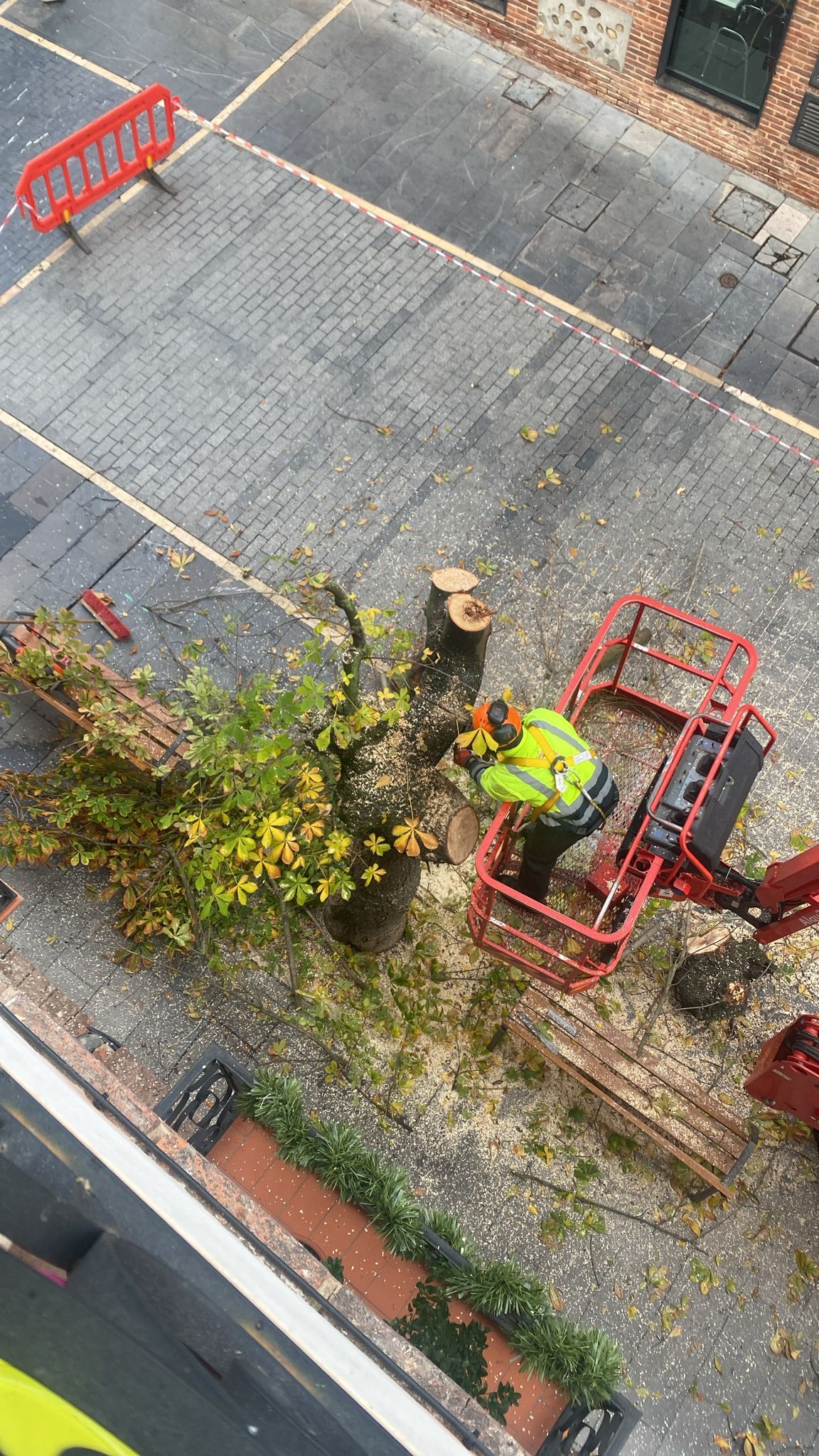 Las imágenes del último árbol talado en León