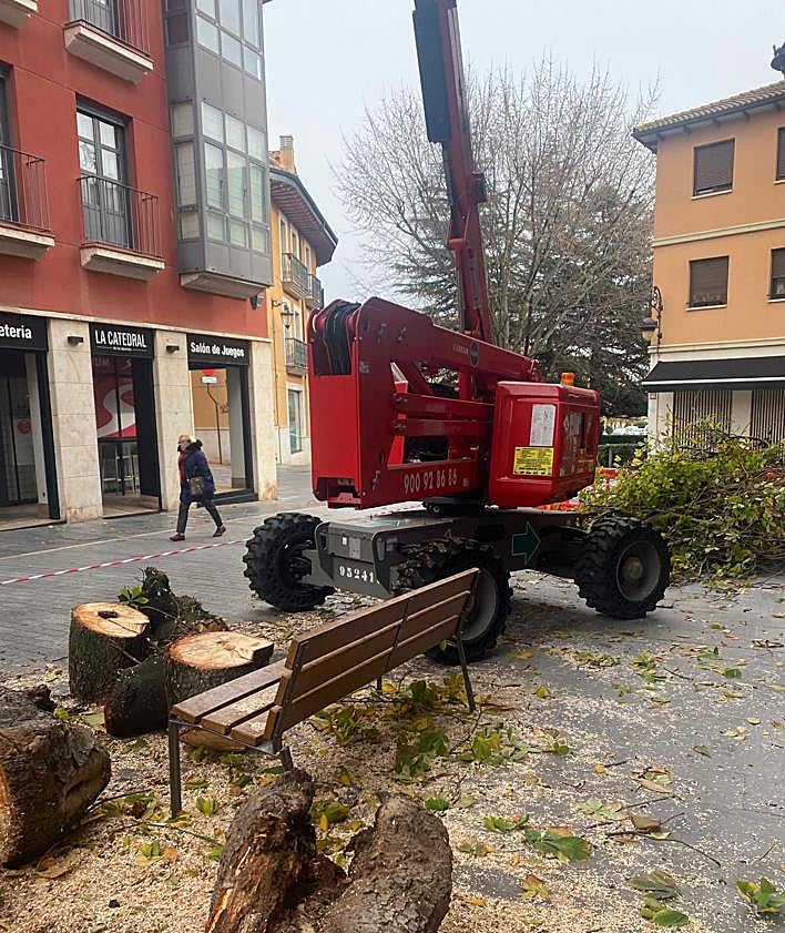 Imagen secundaria 2 - El árbol esta mañana siendo talado.
