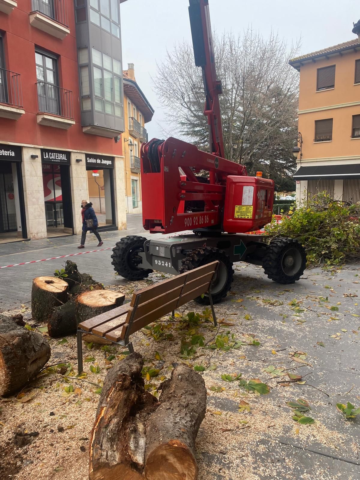 Las imágenes del último árbol talado en León