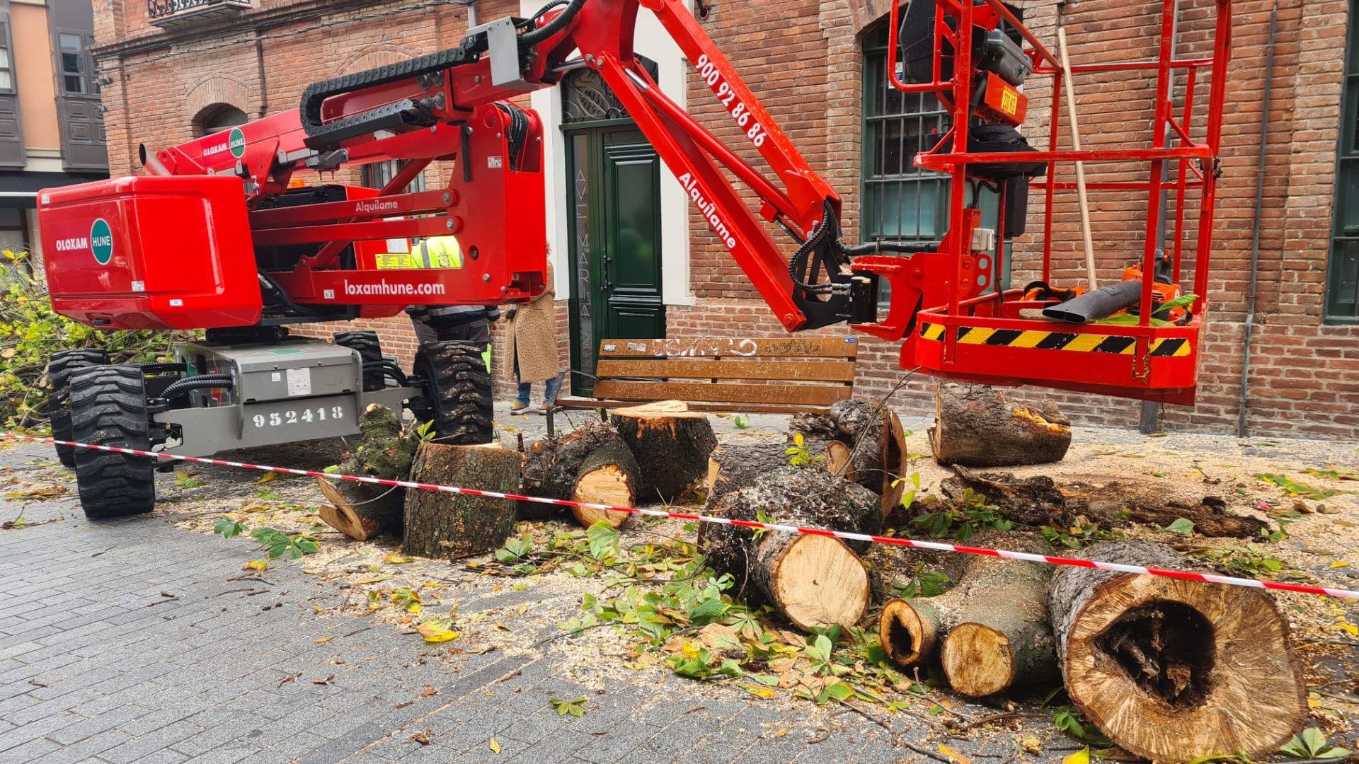 Las imágenes del último árbol talado en León