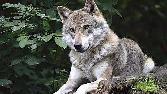 La 'Gestión y Conservación del Lobo Ibérico', título de especialista ofrecido por la Universidad