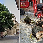El árbol antes de la tala y después.
