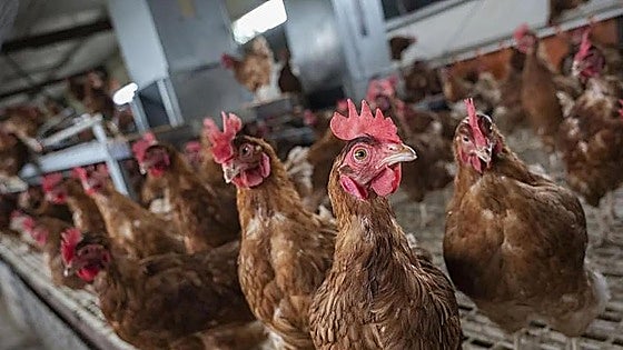 La Junta retira las medidas de control para las zonas de vigilancia y protección contra la gripe aviar