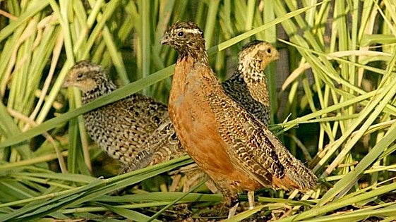 Los cazadores exigen que se rechacen posibles restricciones de caza de la codorniz