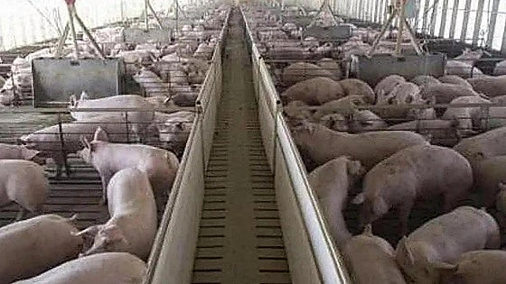 Ecologistas en Acción advierte de una posible macrogranja porcina en El Burgo Ranero a pesar del «rechazo mayoritario»