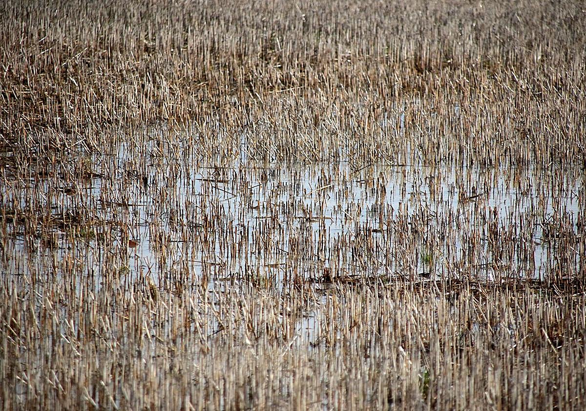 Imagen principal - Campos anegados en la ribera del Cea en el sur de León.