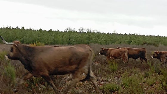 Las vacas de Riofrío se vuelven a escapar y la Junta da un nuevo plazo para encerrarlas