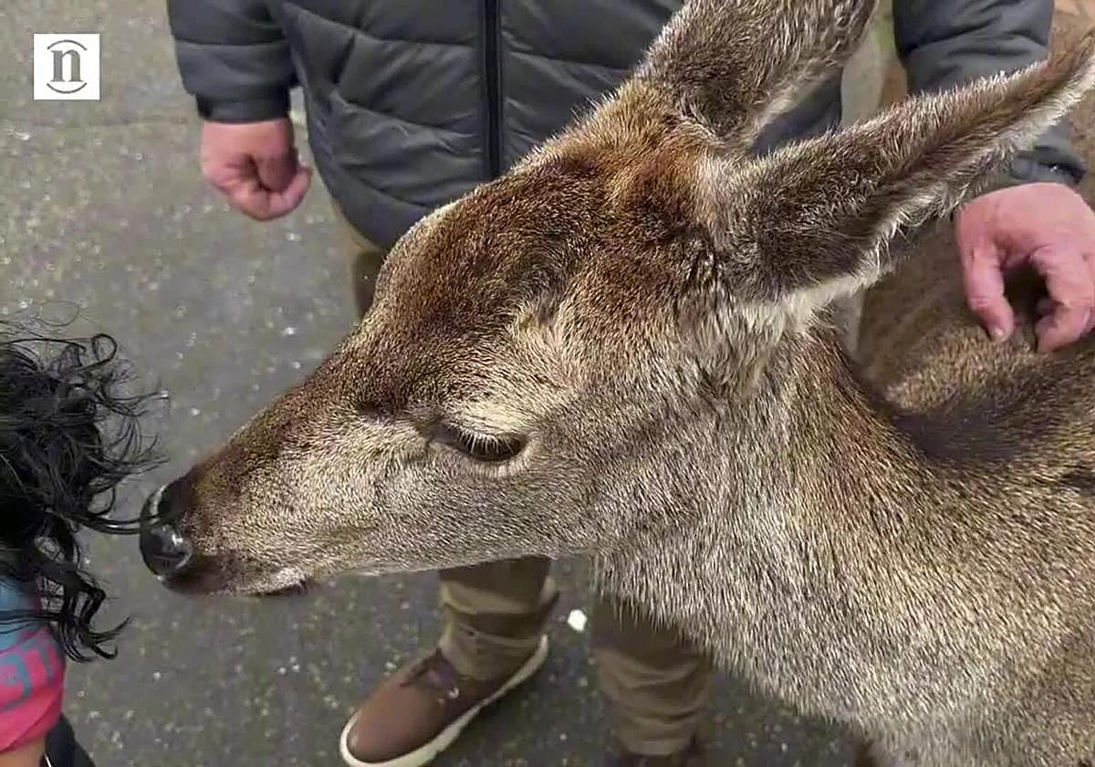 Imagen de la venada con Javi.