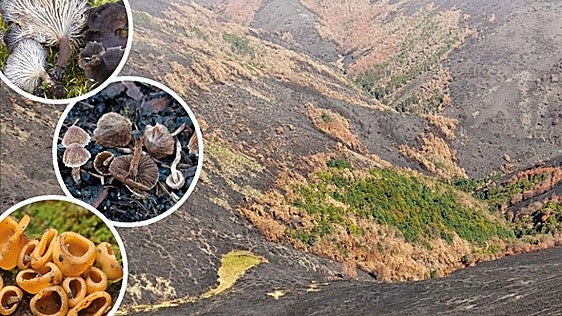 Una jornada sobre hongos, bosques y recuperación tras el incendio de Tierra de la Reina