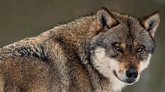 Las organizaciones agrarias denuncian que el Miteco ignora al sector ganadero en el informe sexenal del lobo