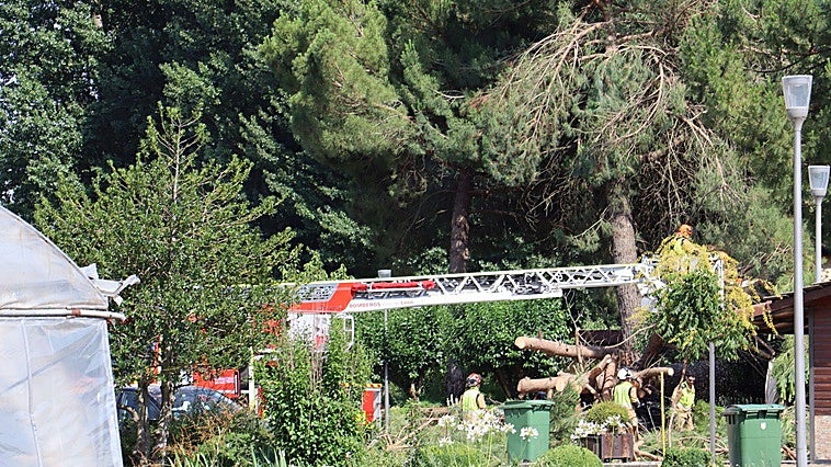 Un árbol de grandes dimensiones cae en el Coto Escolar de León