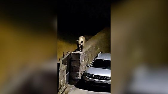 Los osos se vuelven a pasear por Villablino y reabren el debate: «No podemos normalizar avistamientos en zonas urbanas»