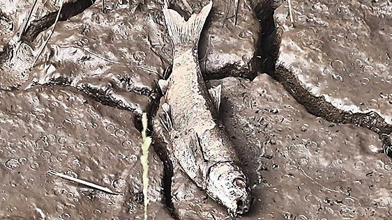 Localizan «cientos» de truchas y bogas muertas en un río leonés