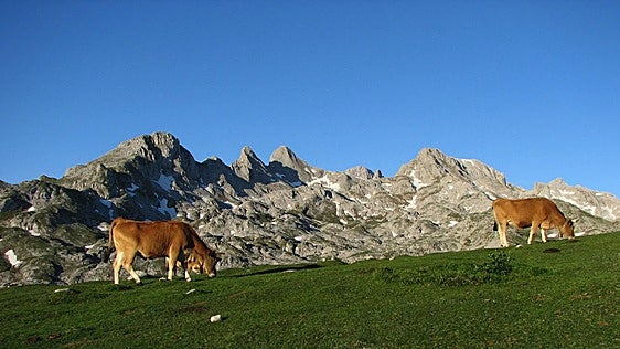 Menos perros y coches, y más ayudas a los ganaderos en Picos de Europa