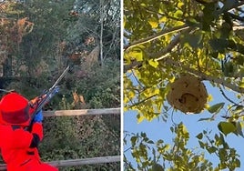 Retirada del nido de avispa asiática en San Andrés del Rabanedo.