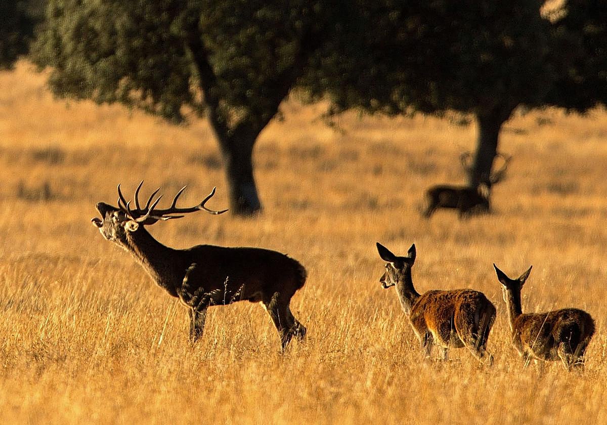 El Parque Nacional de Cabañeros anuncia estos días el inicio de la berrea.