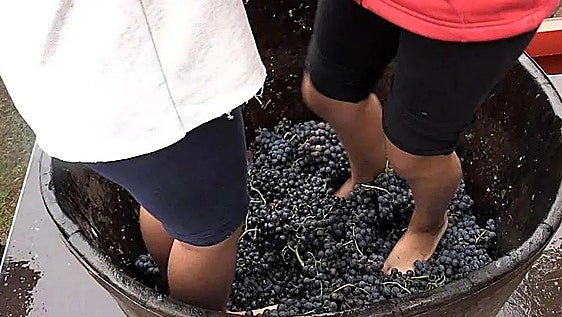 La vendimia, protagonista en Valdevimbre durante todo el fin de semana